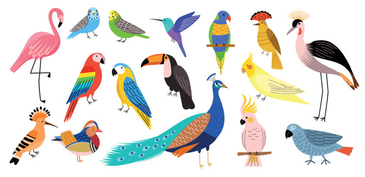 Decorative tropical birds. Exotic bright parakeets, colorful feathered creatures, pink flamingo, peacock, hummingbird and toucan, vector set.eps