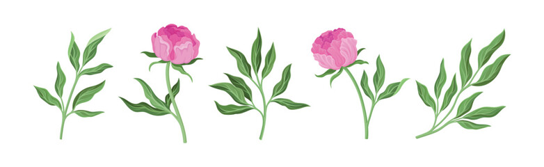 Lush Pink Peony Flower Bud with Green Stem and Leaves Vector Set - obrazy, fototapety, plakaty
