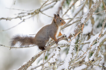 Naklejka na ściany i meble Cute Norwegian Red squirrel (Sciurus vulgaris) in snow