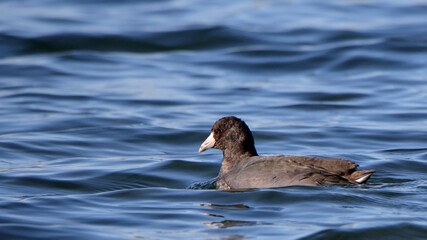 Single American Coot Floating on Still Blue Water