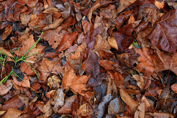 Scattered Autumn Leaves on Ground