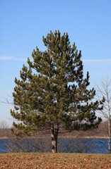 Pine Tree on a Blue Lake Shore