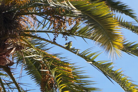 Parrocchetto monaco o parrocchetto dal collare su una palma