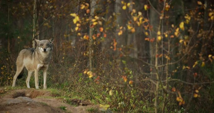 Eurasian Wolf - Canis Lupus Running In Natural Environment. Forest In Autumn Season.
