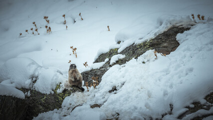 Snow-Covered Marmot in the Engadin Region