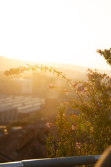 Golden Hour in Engadin