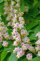 Blühende Rosskastanien im Frühling