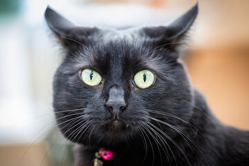black cat portrait 