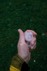 ..Natural disaster.Very large hail in hand close up. - obrazy, fototapety, plakaty
