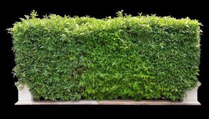 green hedge or green leaves wall on objects with clipping paths - obrazy, fototapety, plakaty