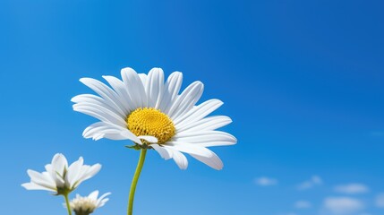 daisy flower against a captivating blue sky with a shallow depth of field