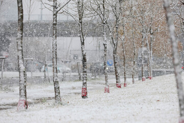 Heavy snowfall with large flakes  on a December day in winter season.