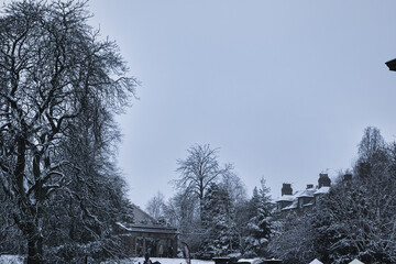 snow covered tree in Harrogate, North Yorkshire