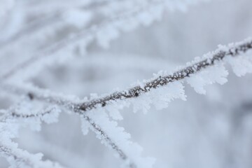 Frosty branch on blurred background, closeup. Winter season