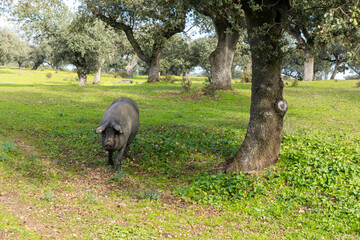 Guardian of the Pasture: Iberian Pig under the Shade of an Holm Oak.