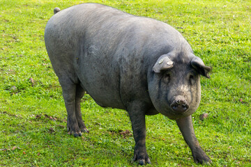 Iberian Majesty: Portrait of a Pig in its Green Kingdom.