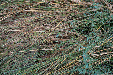 Long thin green grass with schema trunk, golden hay and green grass, knotweed growing in the...