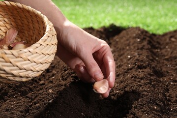 Woman planting garlic cloves into fertile soil outdoors, closeup