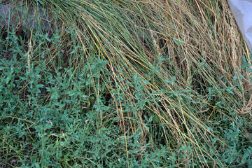Long thin green grass with schema trunk, golden hay and green grass, knotweed growing in the garden, landscape and green background.