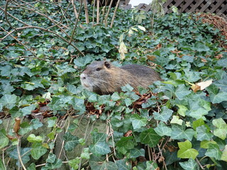 nutria in a green bush leaves