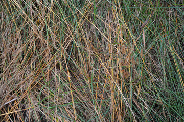 Long thin green grass with schema trunk, golden hay and green grass, knotweed growing in the garden, landscape and green background.