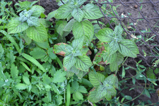 Beautiful little bushes of fluffy, tender and delicious mint with knotweed growing in court house.