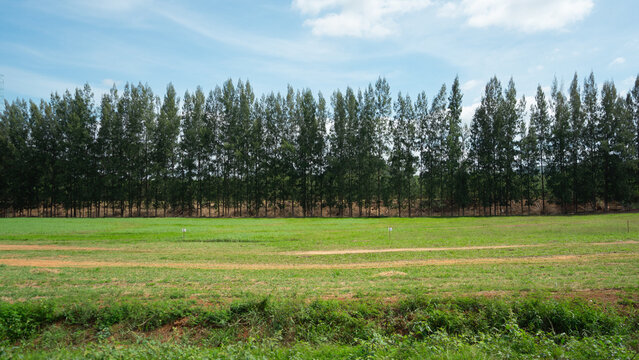 A picture of a garden where tall trees such as cycads are planted in a long line To separate the territory of the garden instead of using a fence In front is a wide yard. The lawn is well trimmed.