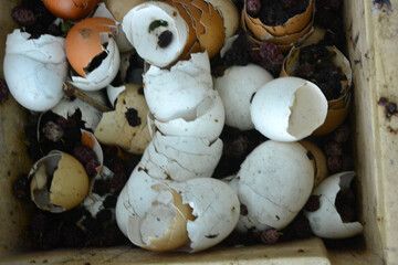 Lots of different white and brown eggshells, drunk eggs.