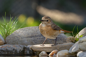 Common Redstart (Phoenicurus phoenicurus) female on a stone by the water.