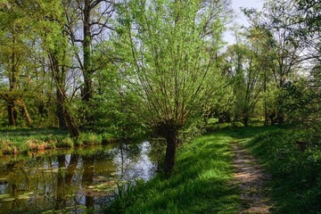 Fototapeta na wymiar Footpath around the willows by the water. Slaniska, Studenka. Northeast Moravia. Czechia. 