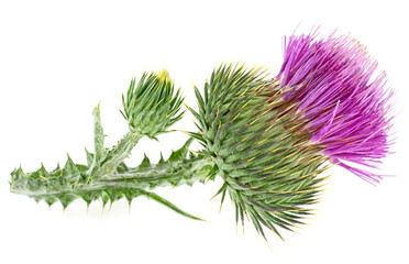 Herbal medicine - Blessed milk thistle flowers isolated on a white background. Silybum marianum...