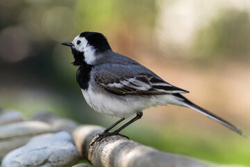 White wagtail on a stick by the stones. Czechia. 