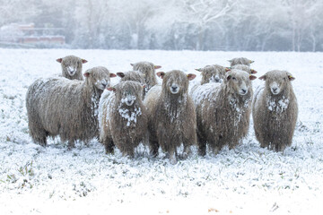 sheep in the snow 
