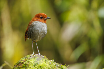 Bicolored Antpitta perched on a moss-covered rock in the forest