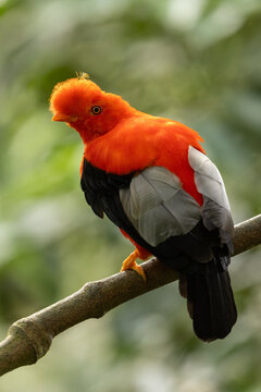 Andean Cock-of-the-rock perched on a branch in the forest