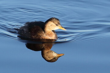 Gr&egrave;be castagneux sur un &eacute;tang de la Brenne