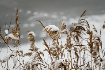 Brown frozen golden reeds standing in lake frozen water covered in snow in winter season