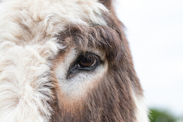 close up of a donkey 