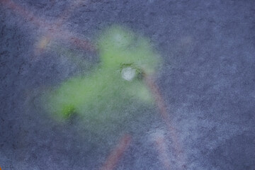 Water lily leaf under a fresh frozen surface of ice of lake water