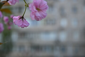 pink sakura flowers against the backdrop of a sprawling city