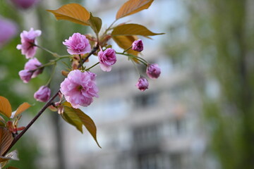 pink sakura flowers against the backdrop of a sprawling city