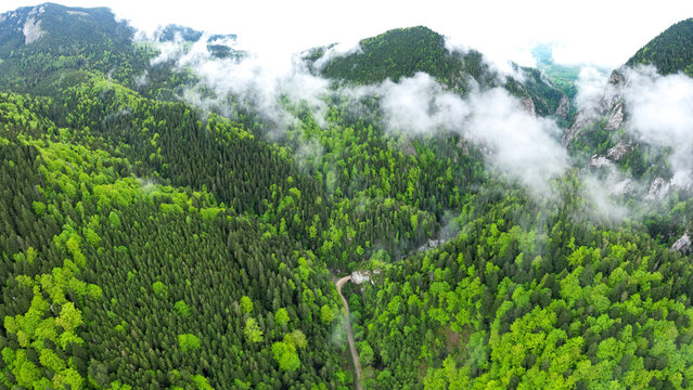 Aerial drone panorama above a narrow canyon winding through beech woodlands. Rainy day. Low altitude clouds form above the mountain peaks. Spring season, the tree leaves are bright green