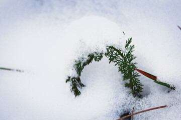 Green curved lawn grass plant sticking out from the fluffy snow covered in snow