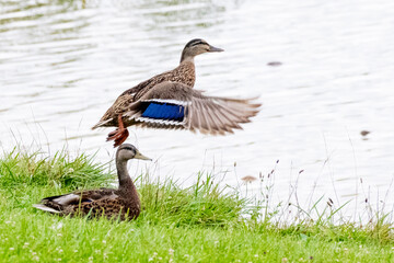 Mallard duck flying 