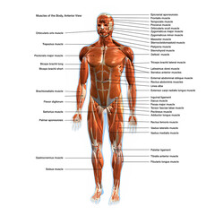 Labeled Muscles of the Human Body Chart, Anterior View - obrazy, fototapety, plakaty