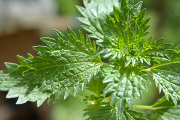 In nature grows stinging nettles (Urtica urens)