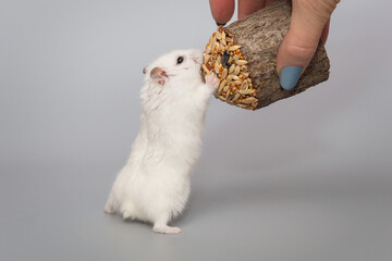 Hamster and a woman's hand with a delicacy