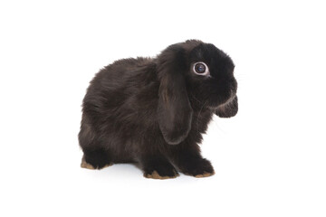 Decorative fold rabbit  in black