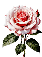 drawn flower pink rose on a white background isolate close up