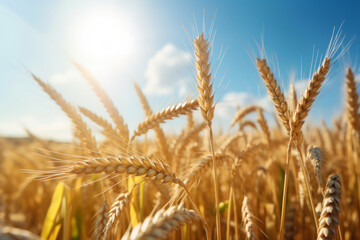 Fototapeta premium Wheat ears. Field of wheat in a summer day. Harvesting period. Generative AI